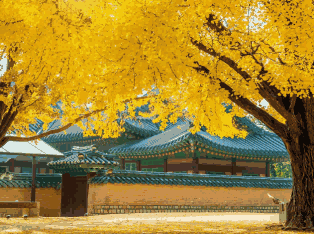 韩国外贸数据,外贸数据,EVO视讯 EVO真人外贸数据